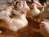 Chickens — फ़ोटो 1