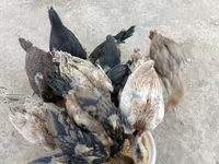 Chickens — ፎቶ 5