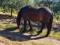 Koń, Konie — zdjęcie 5