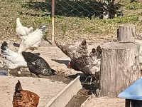 Chickens — zdjęcie 4