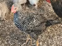 Guinea fowl — φωτογραφία 2