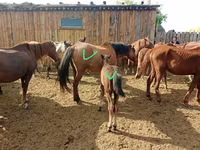 اسب نر, اسب — عکس 5