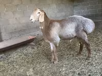 Montone, Arashan sheep — foto 2