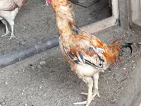 Chickens — акс 7