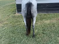 Cavallo, Quarter Horse — foto 7