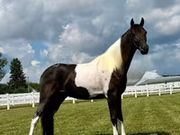 雄馬, Tennessee Walking Horse — 写真 3