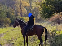 Aygır, Atlar — foto 1