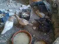 Ducks — foto 5
