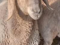 Ovce, Edilbay sheep — foto 1