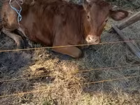 Bulle, Limousin-Kuh — Foto 5