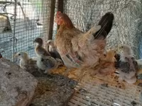 Chickens — foto 3