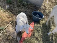 بکری, Saanen goat — تصویر 6