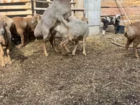 በግ, Arashan sheep — ፎቶ 3