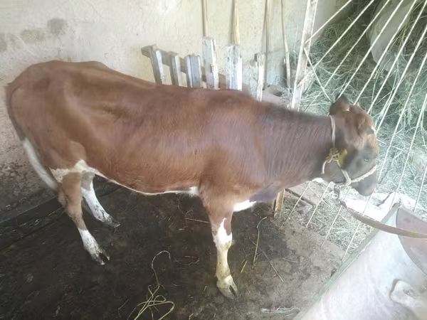 گاو نر, گاو