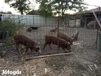 Babi hutan, Pigs — foto 3