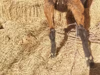 Buk, Alpine goat — foto 8