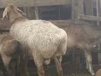 قوچ, Arashan sheep — عکس 3