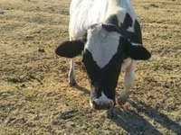 Bulle, Russian Black pied cattle — Foto 5