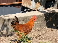 Chickens — الصورة 2