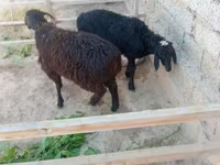كبش, Hissar sheep — الصورة 1