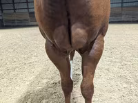 Cavallo, Quarter Horse — foto 2