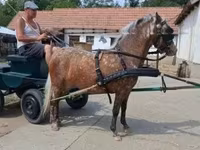 ม้าตัวเมีย, Berber horse — รูปภาพ 1
