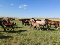 კვიცი, Kazakh horse — ფოტო 7