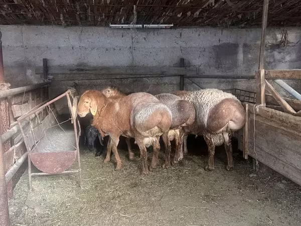 Baran, Arashan sheep