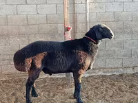 Beran, Arashan sheep — foto 7