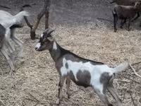 Kozel, Nubian Goat — foto 2