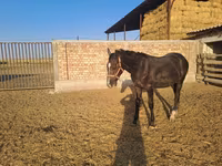 مادیان, اسب — عکس 2