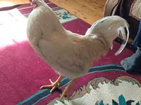 Chickens — عکس 4