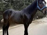 Cheval, Thoroughbred horse — photo 1