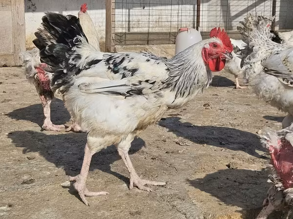 Chickens