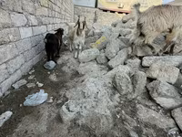 بز نر, بز — عکس 4