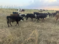 ወንድ በሬ, Kazakh White-headed cow — ፎቶ 4