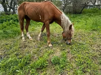 ፈረስ, Horses — ፎቶ 2