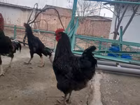 Chickens — الصورة 5