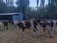 گاو نر, نژاد آولی‌اکول — عکس 3
