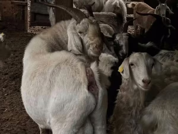 თხა, თხები