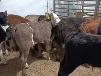 Lembu jantan, Cattle — foto 3