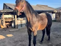Hing, Nonius horse — 4. fotó