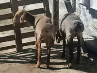 Kambing betina, Sheep — foto 4