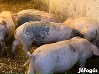 Eber, Schweine — Foto 3