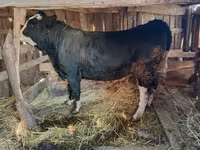 گاو نر, گاو سفیدسر قزاقستانی — عکس 2