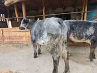 Toro, Swiss cattle — foto 2