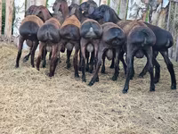 قوچ, Hissar sheep — عکس 2