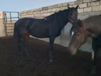Pastuv, Kushum Horse — fotografija 6
