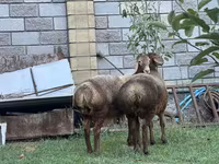 Pecora, Arashan sheep — foto 5