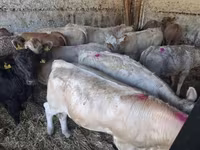 Bulle, Charolais cattle — Foto 8